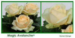 ROSE MAGIC AVALANCHE 70